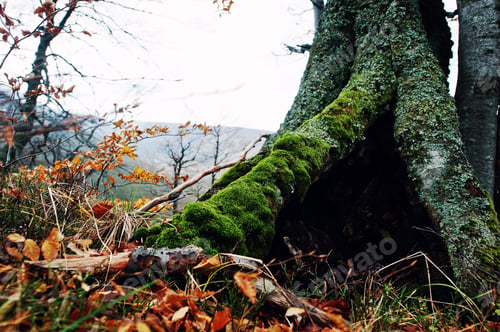 Preview: Hollow of tree, covered on moss at autumn forest on mountains.