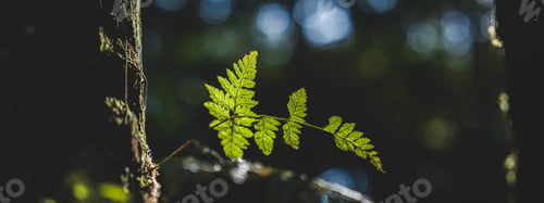 Preview: fern and thicket shrubs against sunlight breaking through dense foliage on background, foggy forest