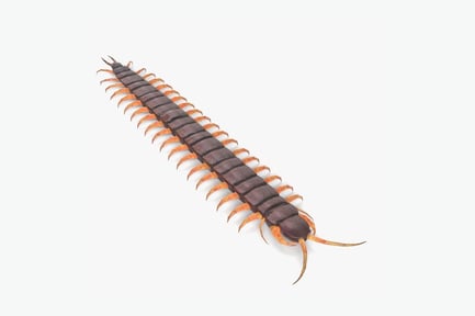 Preview: Giant Centipede Scolopendra