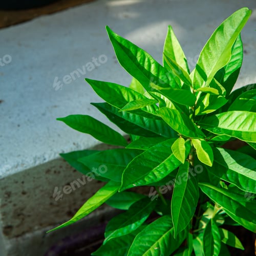 Preview: Bay Leaf or "Daun Salam" the herbal rich of aroma use as ingredient in many foods. Tropical herb tre