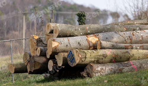 Preview: View of a woodpile with cut trees on a cloudy winter day
