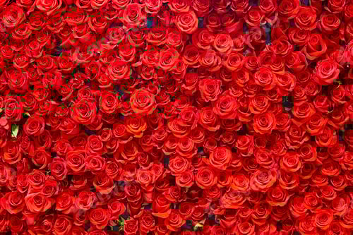 Preview: Abundance of Red Roses Floral Background Backdrop