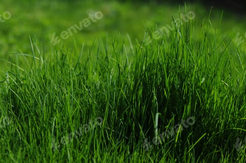 Preview: Grass is Greener