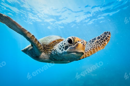 Preview: green turtle in the great barrier reef
