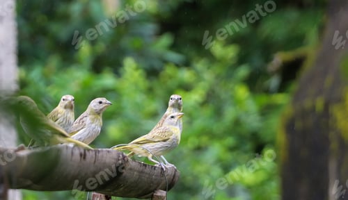 Preview: True land canary