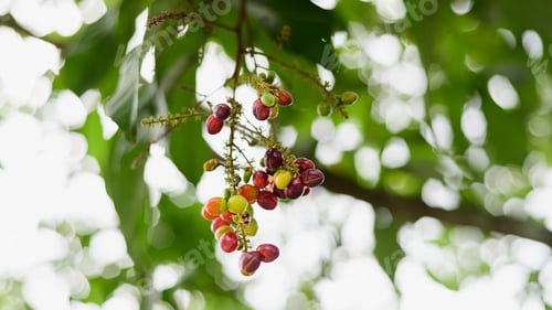Preview: Lepisanthes rubiginosa fruit branch, colorful and sweet tropical fruits, ripe and ready to harvest.