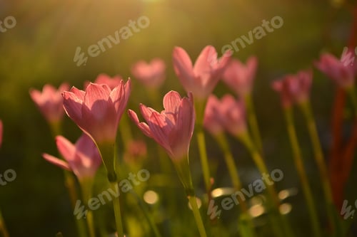 Preview: Beautiful spring flower field blooming close up. Flowers in meadow at sunset.