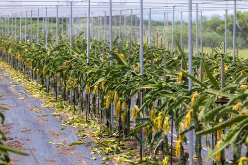 Preview: Dragon fruit field in green house