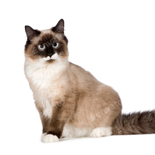 Preview: Birman (1 years)