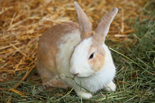 Preview: rabbit in farm