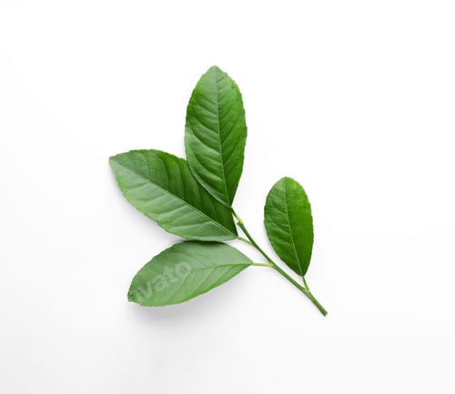 Preview: Fresh twig with green citrus leaves on white background, top view