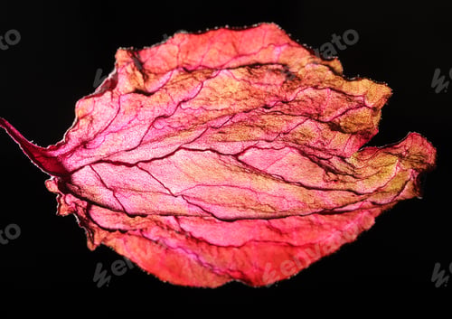 Preview: Dry Leaf Texture Abstract Background