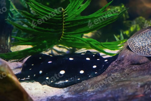 Preview: Bigtooth River Stingray (Potamotrygon henlei)