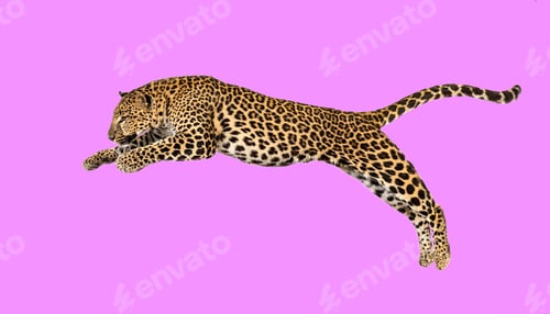 Preview: Spotted leopard leaping, panthera pardus on pink