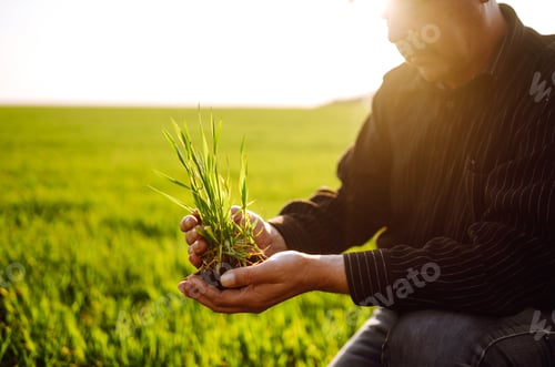 Preview: Young wheat sprout in the hands of a farmer. The farmer considers young wheat in the field.