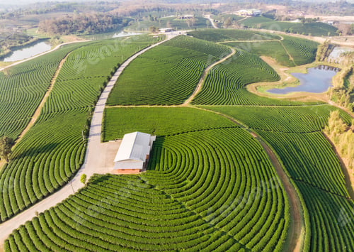 Preview: Landscape green tea terraced plantation on hill