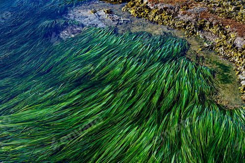 Preview: Sea grass at Botanical Beach, Port Renfrew, British Columbia, Canada