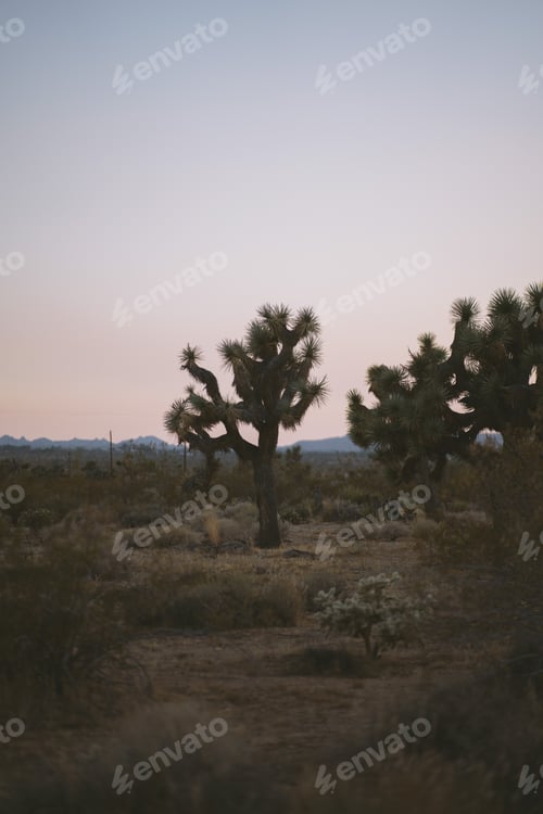 Preview: Joshua Tree at Sunset