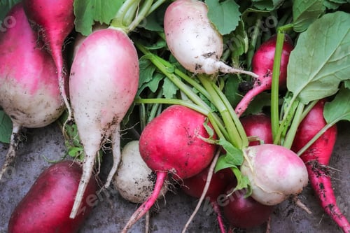 Preview: Freshly picked radish with green leaves. Growing radishes. Growing vegetables. Close up