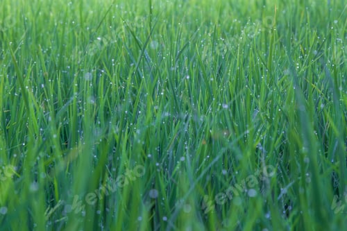 Preview: Raindrops on the leaves of rice plants
