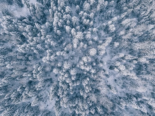 Preview: aerial view of winter forest covered in snow and frost.