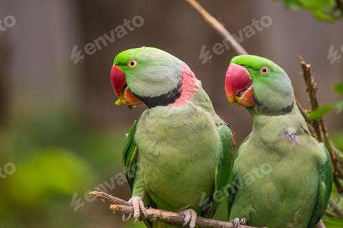 Preview: Closeup of a pair of Alexandrine parakeets sitting on a branch