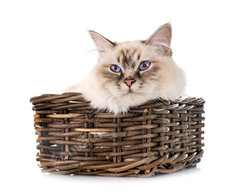 Preview: birman cat in studio