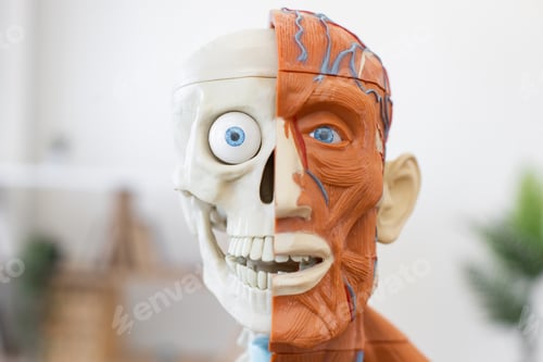 Preview: Human anatomy model showing skeletal and muscular system