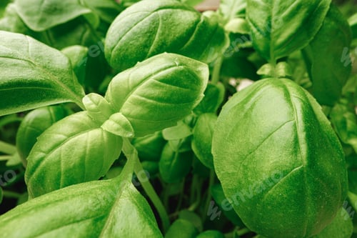Preview: Macro photo of micro green sprouts leaves