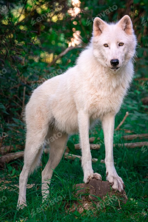 Preview: Closeup of a white Arctic wolf (Canis lupus arctos) standing on a green grass