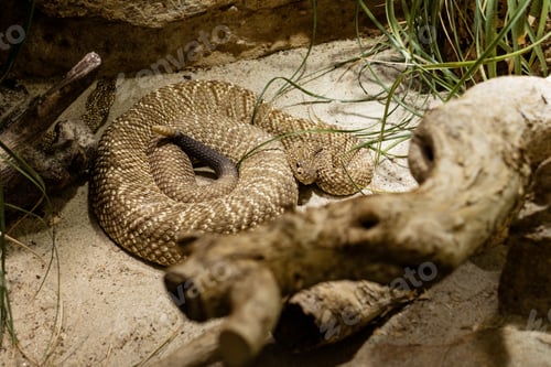 Preview: Rattlesnake