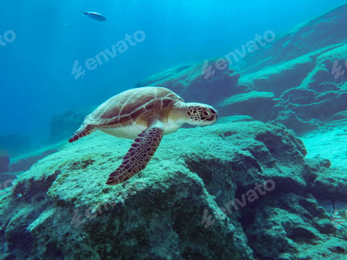 Preview: Young female turtle