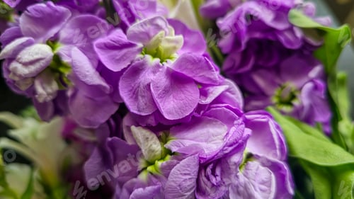 Preview: Bouquet of delicate lilac pink and red matthiola flowers on a light background.