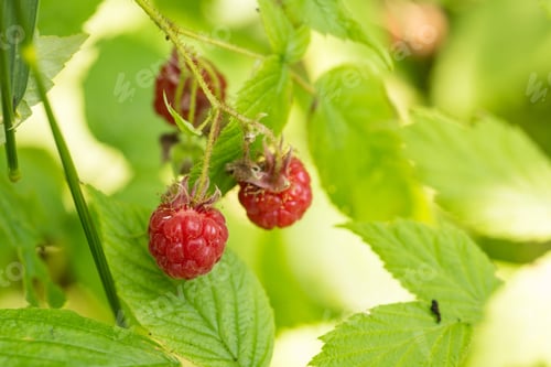 Preview: Red Ripe Raspberries Growing Outside On Plant