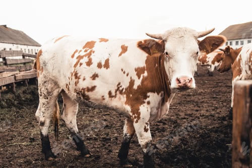 Preview: Cows on the form. Milk, meat production. Household animals.