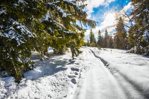 Preview: Beautiful view of majestic green spruce trees