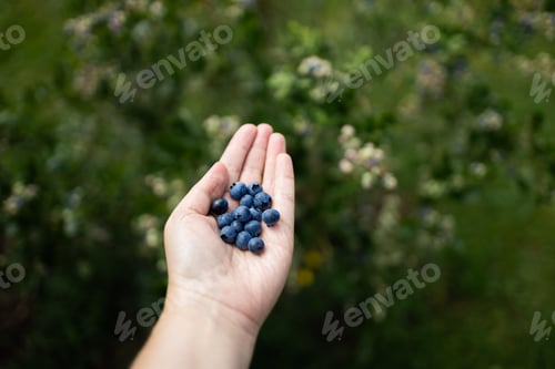 Preview: Female hand picked blueberries at backyard. Fresh and ripe organic blueberries grow in a garden on a