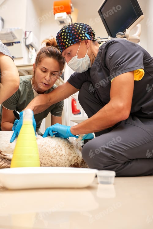 Preview: Doctors from the veterinary team are doing an ultrasound scan of a cute beautiful dog. Veterinary