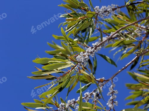 Preview: Wax Myrtle Tree Against Blue Sky - Photograph Of A Branch Of A Wax Myrtle Tree With White Berries