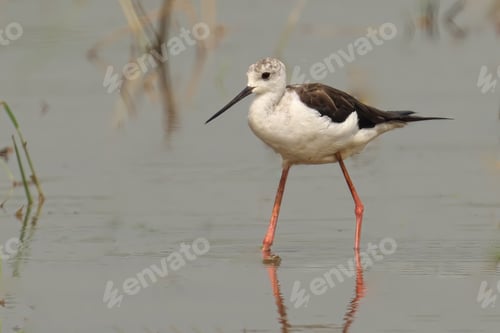 Preview: Black-winged stilt stands in a shallow body of water, its long legs and beak extending outwards