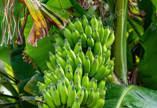 Preview: Cluster of green bananas growing on palm tree