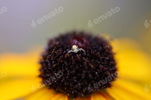 Preview: Macro of a tiny spider perched on a yellow flower