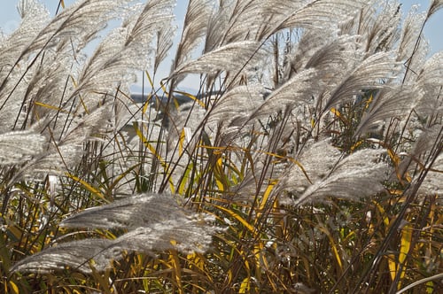Preview: Amur Silver Grass (Miscanthus Sacchariflorus). Called Japanese Silver Grass Also