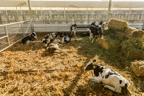 Preview: cow farm