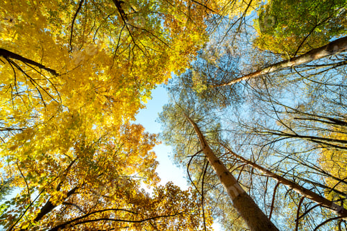 Preview: Perspective up view of autumn forest with bright orange and yellow leaves