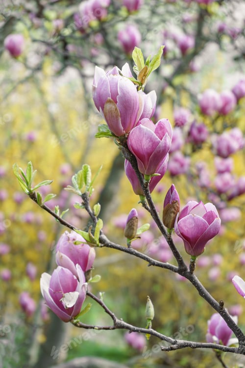 Preview: Magnolia Tree Branch Blossom In Springtime Garden.