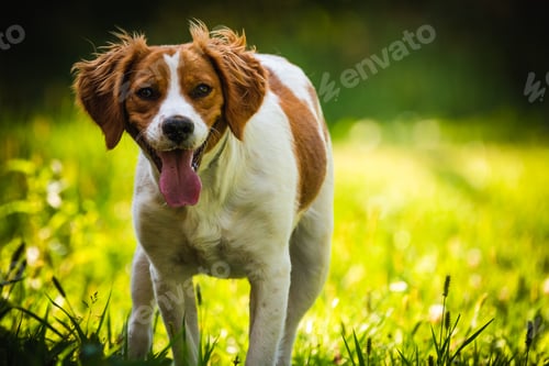 Preview: Breton spaniel female puppy standing in green grass