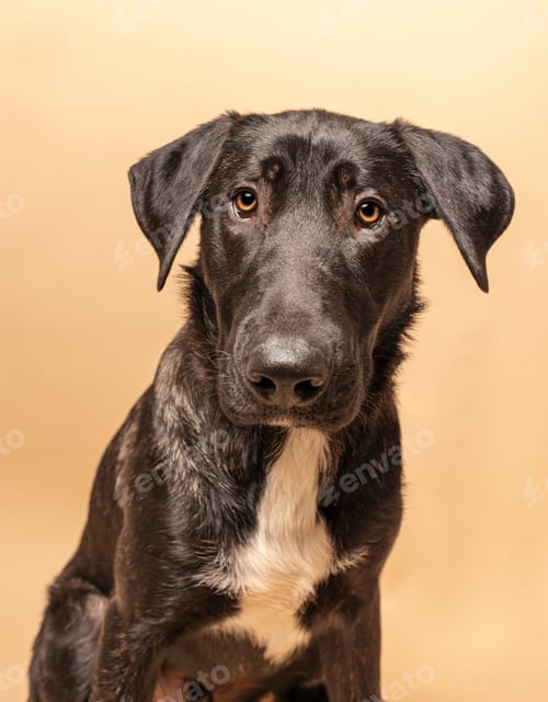 Preview: Little dog sitting on a brown background. Isolated studio shot. Cute face, brown eyes. vertical shot