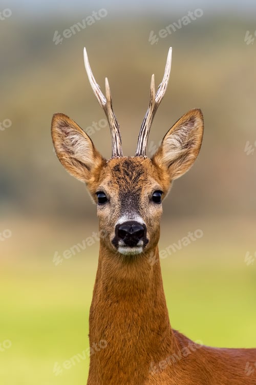 Preview: Portrait of a roe deer, capreolus capreolus, buck in summer