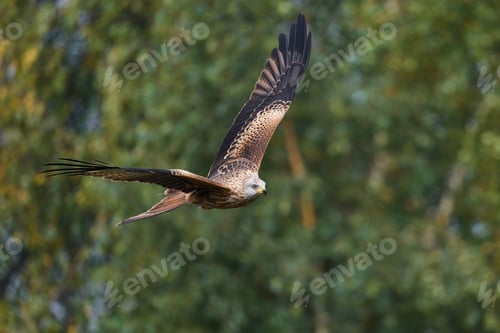Preview: Red kite (Milvus milvus)